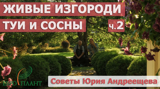 Хвойные живые изгороди. Туи Брабант, Смарагд, бордюр из шаровидных туй и горных сосен. Сад в Ленобласти.