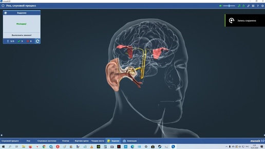 Как устроено человеческое УХО ? 3D анимация.