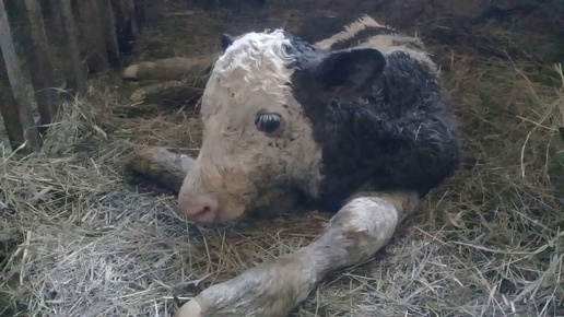 Много малышей. Отелилась корова. Окотилась коза. Вылупились гусята. Куры. Цыплята.