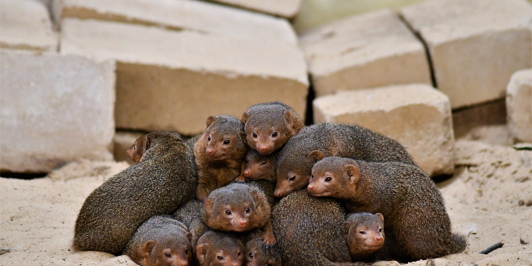 Карликовые мангусты: Как выжить, когда ты самый маленький хищник в саванне?
