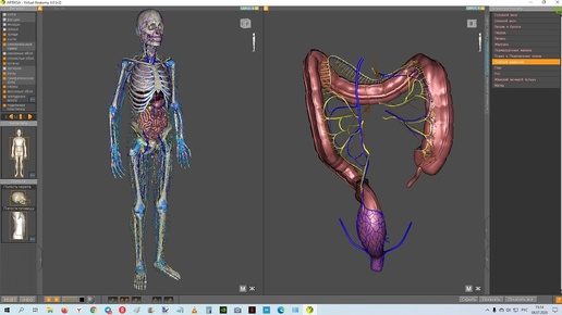 3D карта анатомии человека Артекс со всеми органами. Виртуальная анатомия 4.0