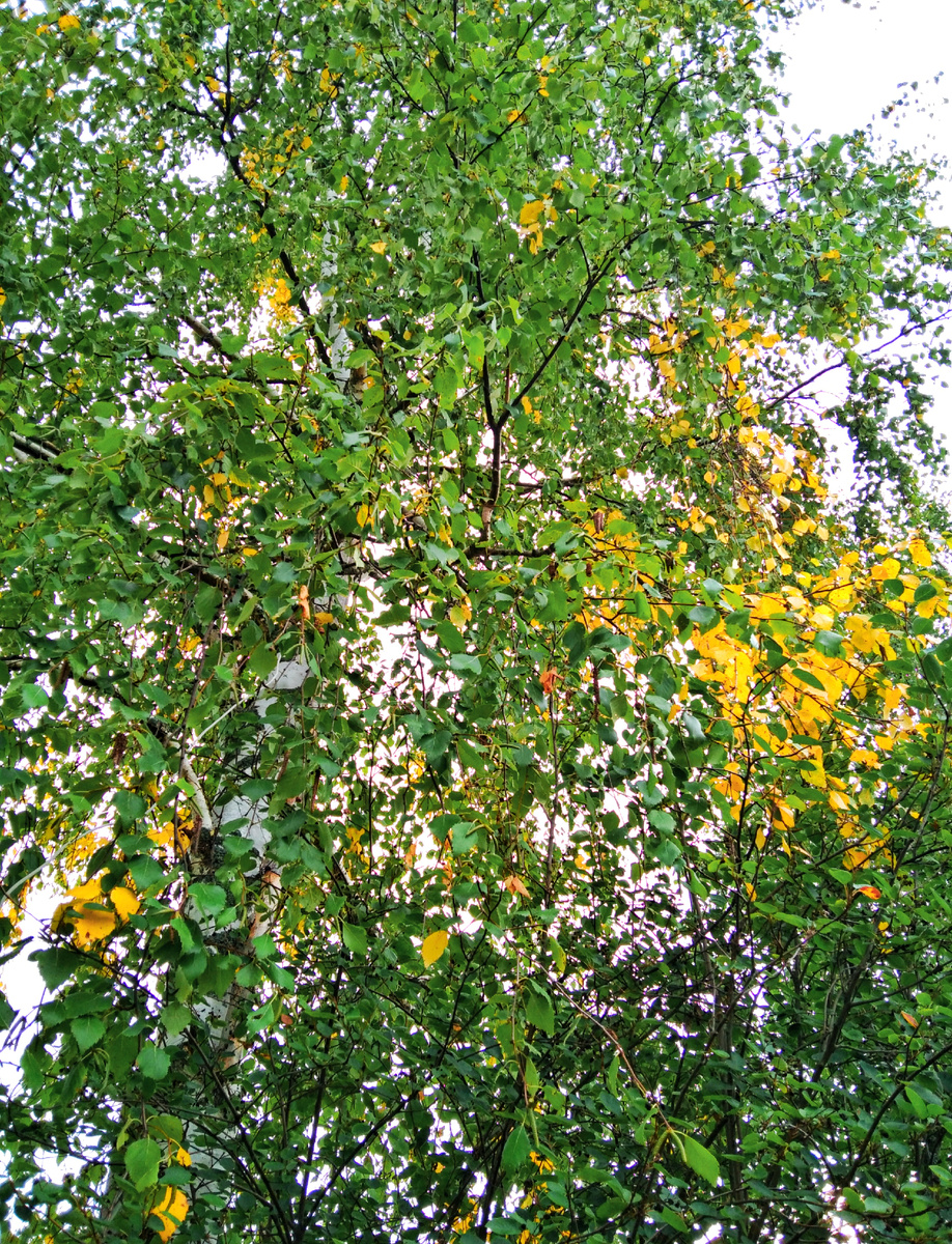 Наша берёза золотистая...