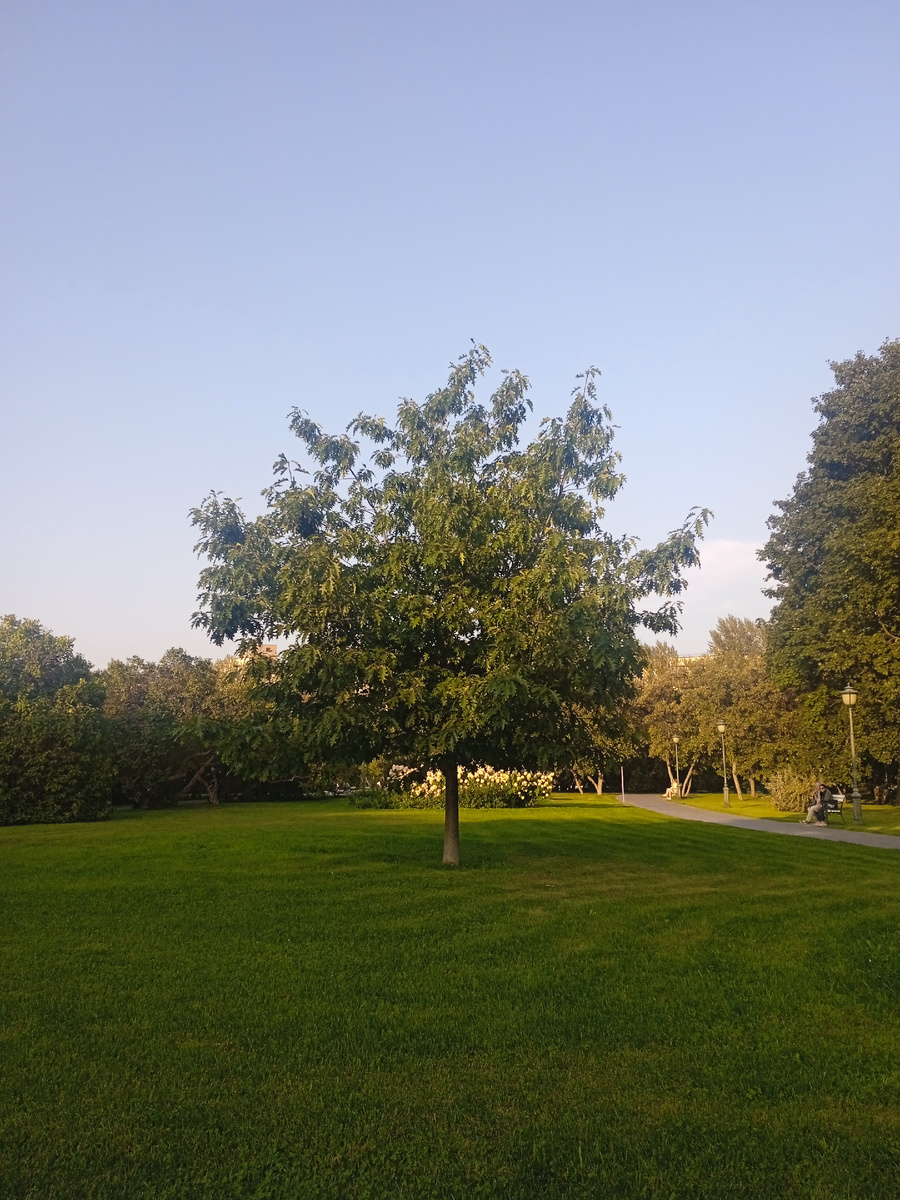 Сиреневый сад. Фото автора. 