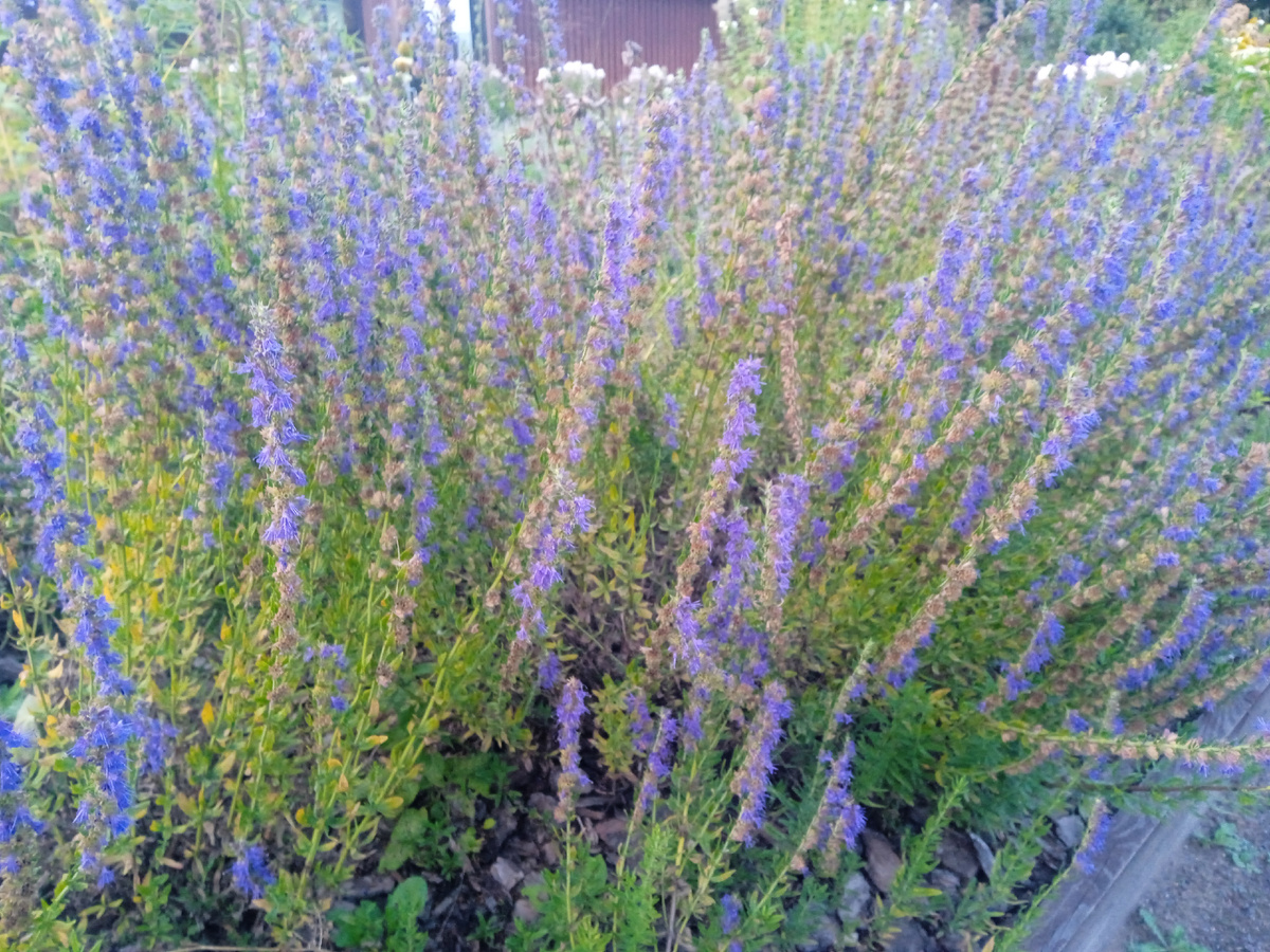 Осенние цветы в Сиреневом саду. Фото автора.