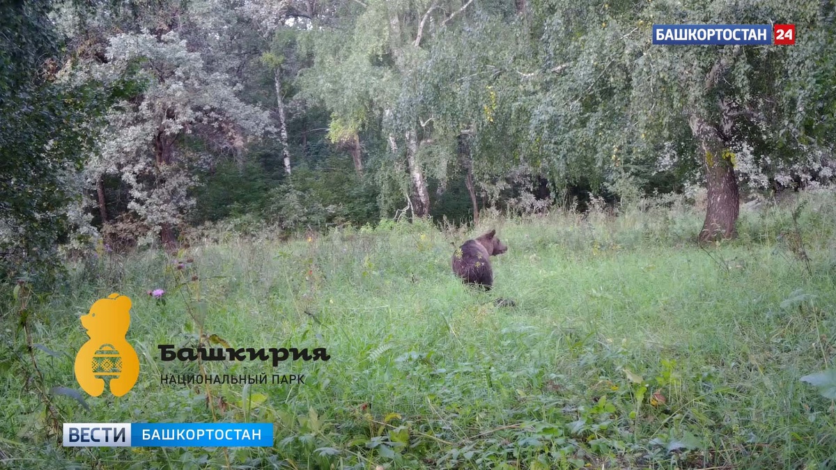    В нацпарке «Башкирия» в фотоловушку попал медведь