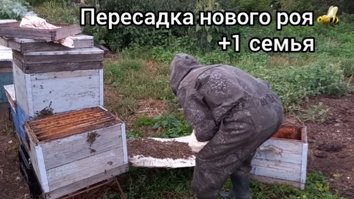 Слёты пчел начались🐝. Поймал второй рой за неделю!