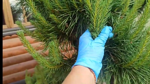 💁🌲 Создаём красоту,прищипывание свечек у сосны 🌲