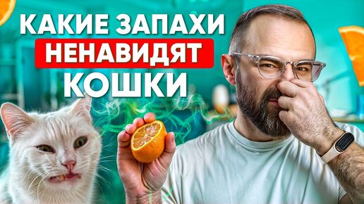 7 запахов, которые НЕНАВИДЯТ кошки