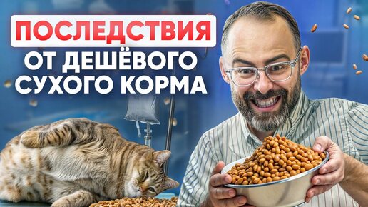 Если до сих пор кормите кошку ТОЛЬКО сухим кормом - готовьтесь к последствиям