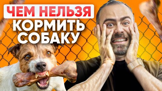 Не вздумайте кормить ЭТИМ вашу собаку! Что можно а что нельзя давать собакам?