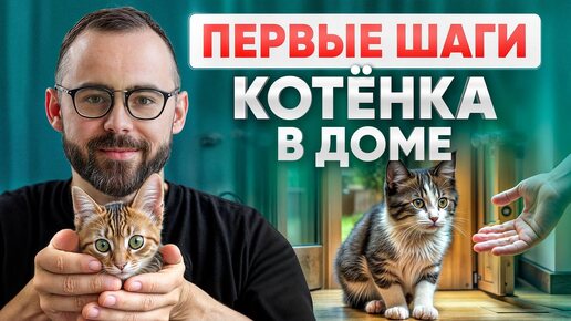 Первые шаги после появления котенка в доме: об этом должен знать каждый владелец!