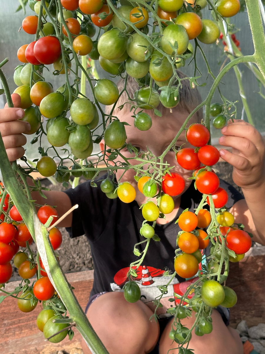 Томат Днестровский Жемчуг F1 от Семена Маркет 