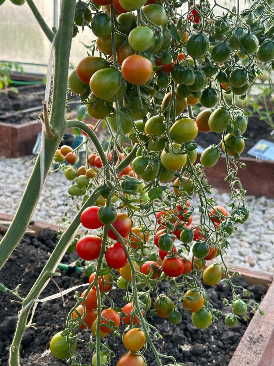 Томат Днестровский Жемчуг F1 в теплице
