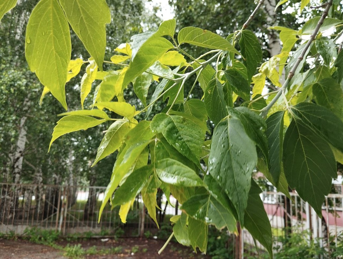 Дожди закончатся к воскресенью.  Фото: Фото: ФедералПресс / Екатерина Ломакина