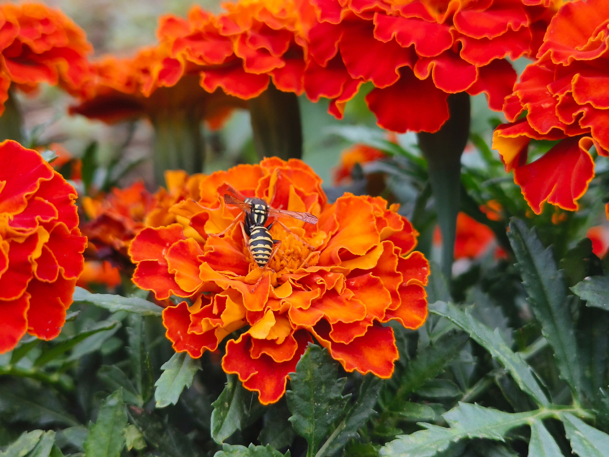 Бархотка. фото автора