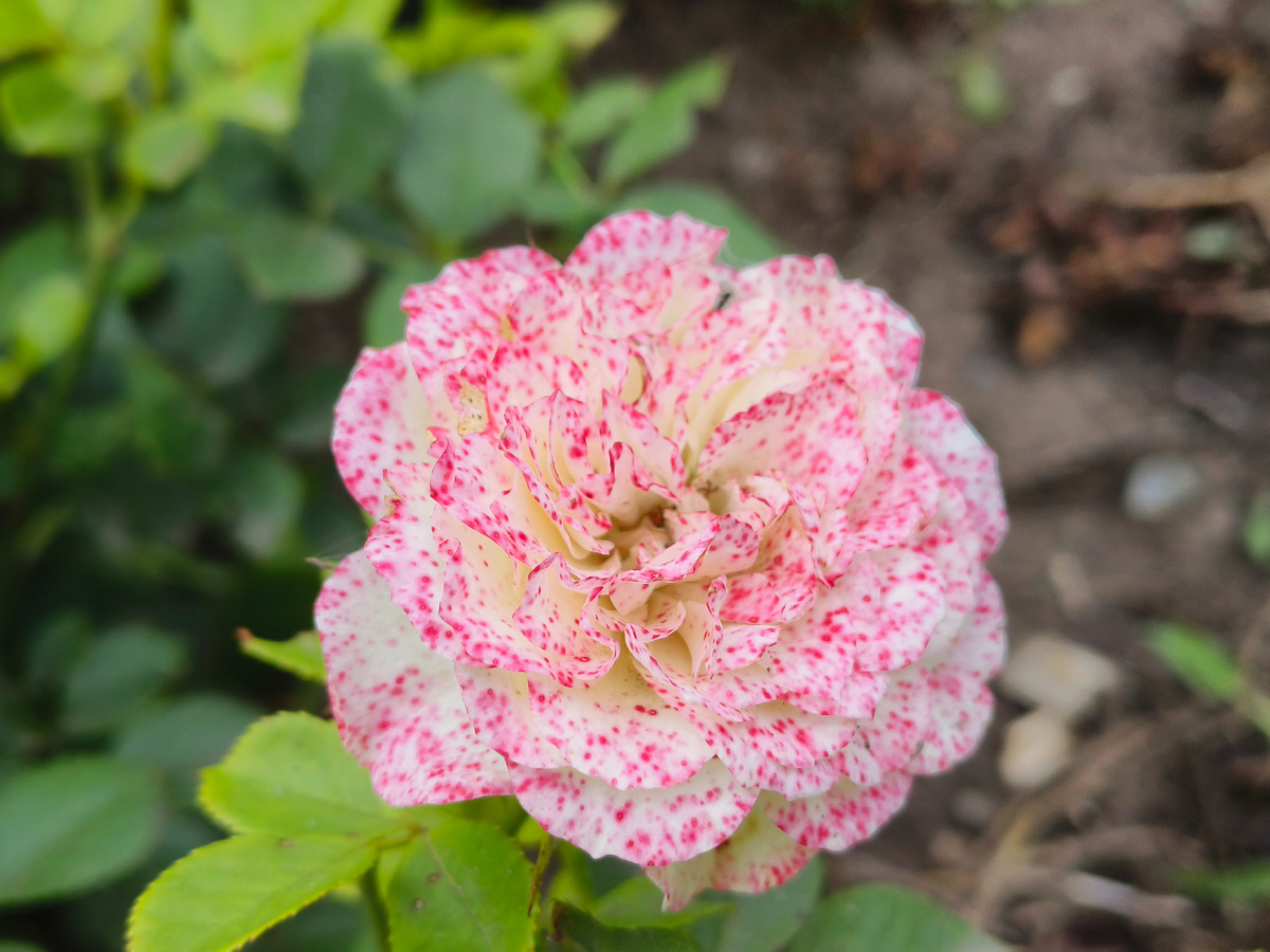 Роза дивной красоты. фото автора