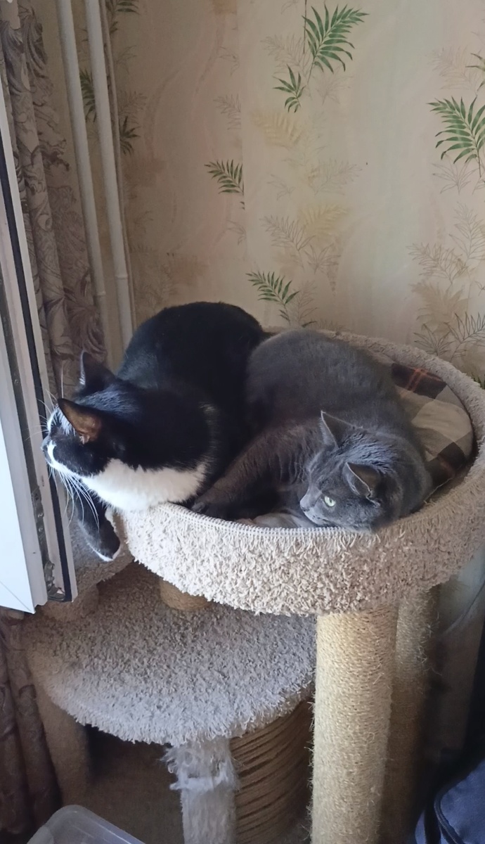 Проспали корм, раззявы!