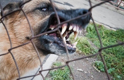 Большой пёс, надёжная защита семьи. Фото из интернета 