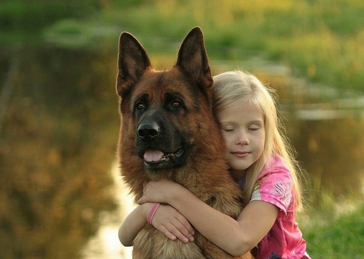 Собака лучший друг человека? Фото из интернета 