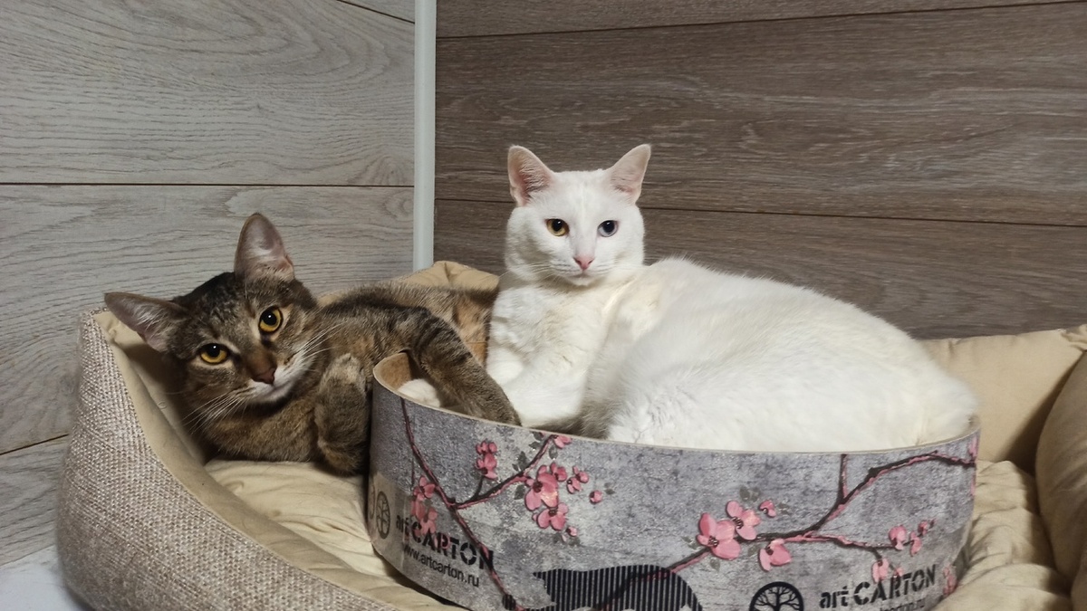 Без этого кота за порог не выйду! Масё и БазиЛевс