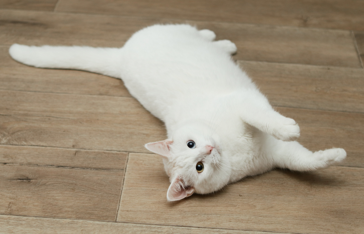 Не отрицаю. Имею право быть таким ленивым, потому что!