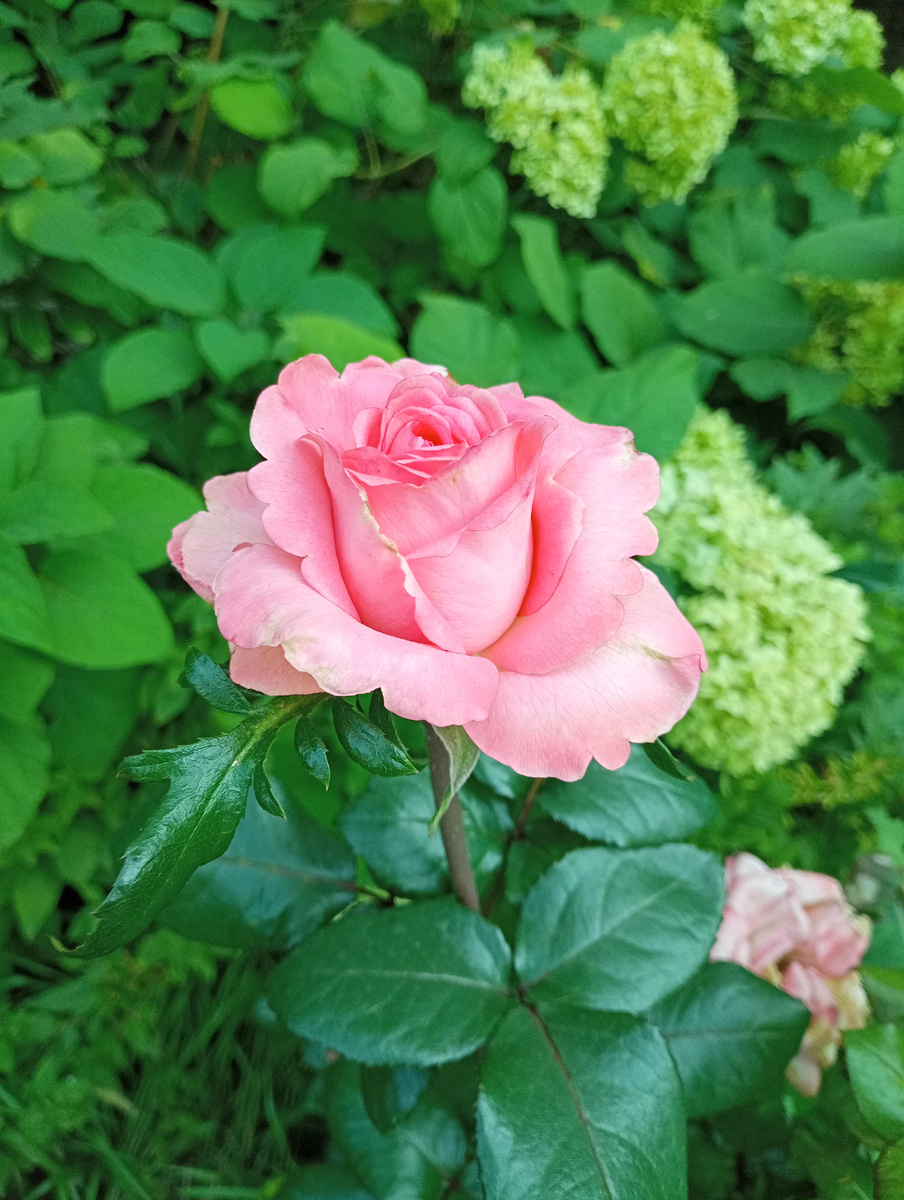 Вчера на клумбе около одного из домой моего участка увидела