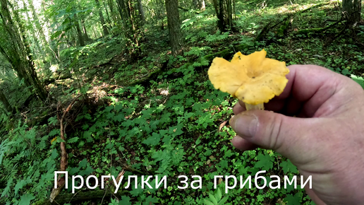 Прогулки за грибами | Иду к фоттоловушке и собираю грибы.