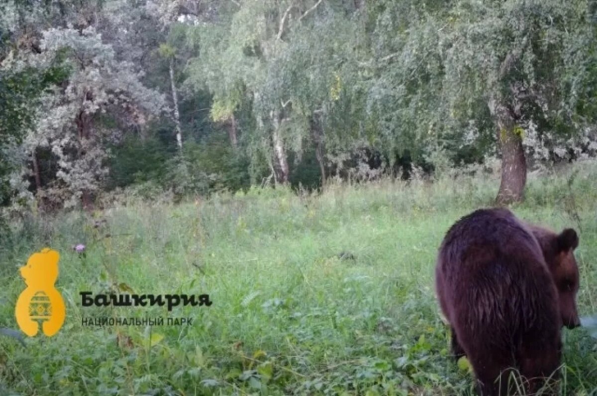    Жителей Башкирии предупредили о вероятности встречи с медведями