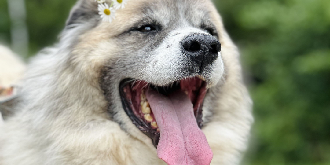 Сослали в приют с горы Олимп непонятно за какие грехи.