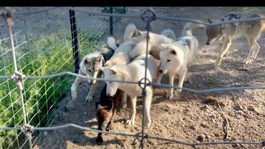 Волченок ЧЕРНИКА 🫐 залезла на растерзания к взрослым ВОЛКАМ 🐺😱