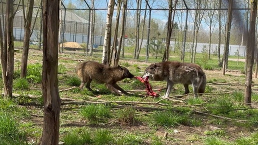 Акела промахнулся ⁉️Историческое событие в парке северных Волков 🐺