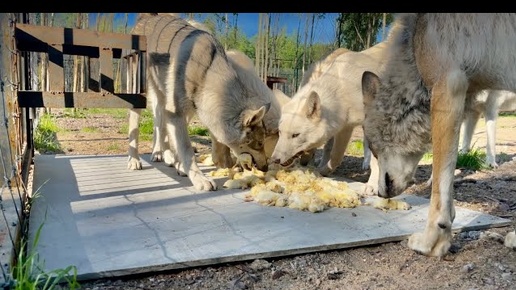 ВОЛКИ глотают ЦЫПЛЯТ 🐣 Зсл Акула 🦈 гоняет ВОЛКА 🐺 БРАТИША 😱‼️