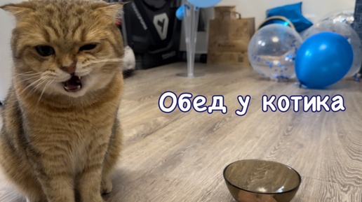 Обед у котика. Чавкает от удовольствия 🥩 Кото-асмр