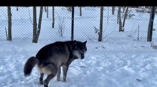 Неожиданно ВОЛК сходил в туалет 😱‼️ Волчара тяжеловес жадничает своей едой.