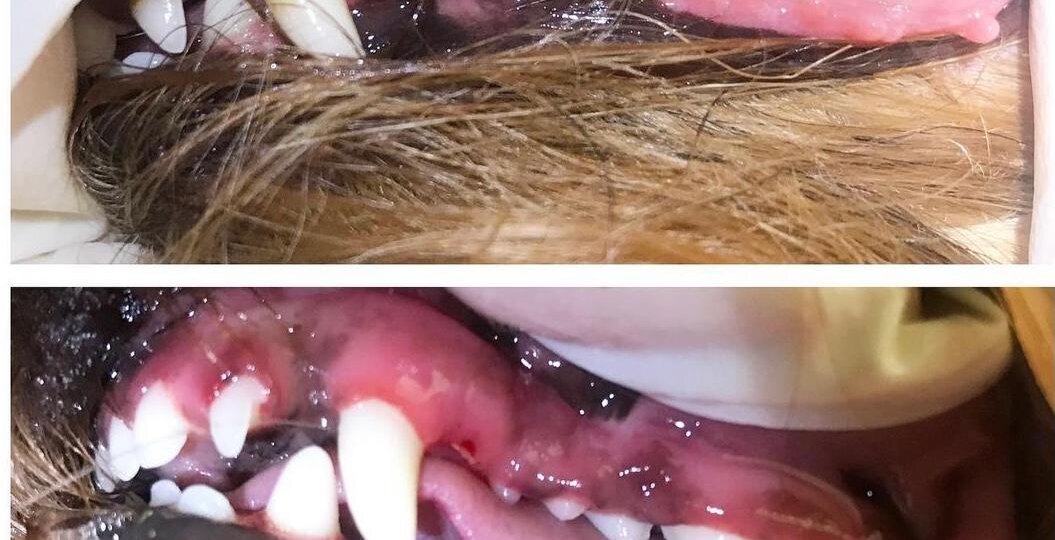 Чистка зубов у собак без наркоза в зоосалоне Грумик.