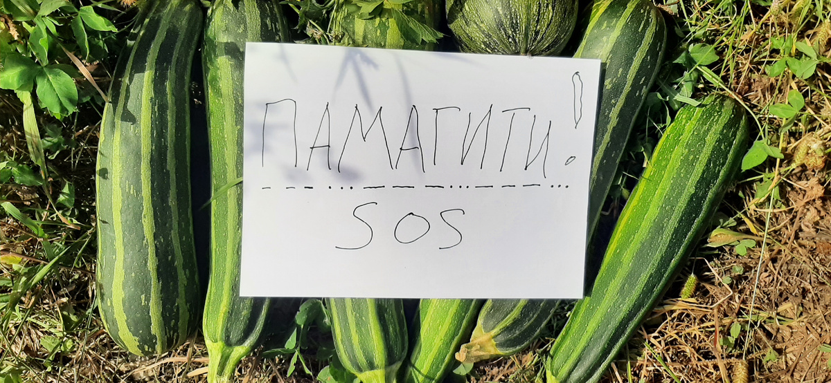 Воскресный день в кругу друзей-кабачков 