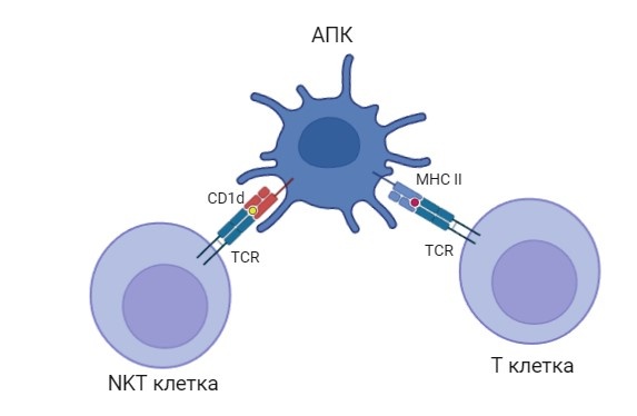 CD1-опосредованная активация Т-киллеров. Источник: Алексей Замараев
