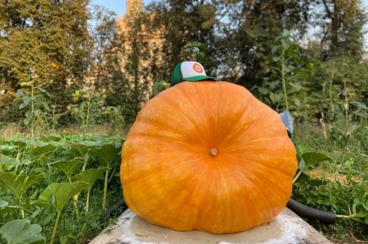    Стало известно, как в Ботаническом саду МГУ вырастили гигантскую тыкву
