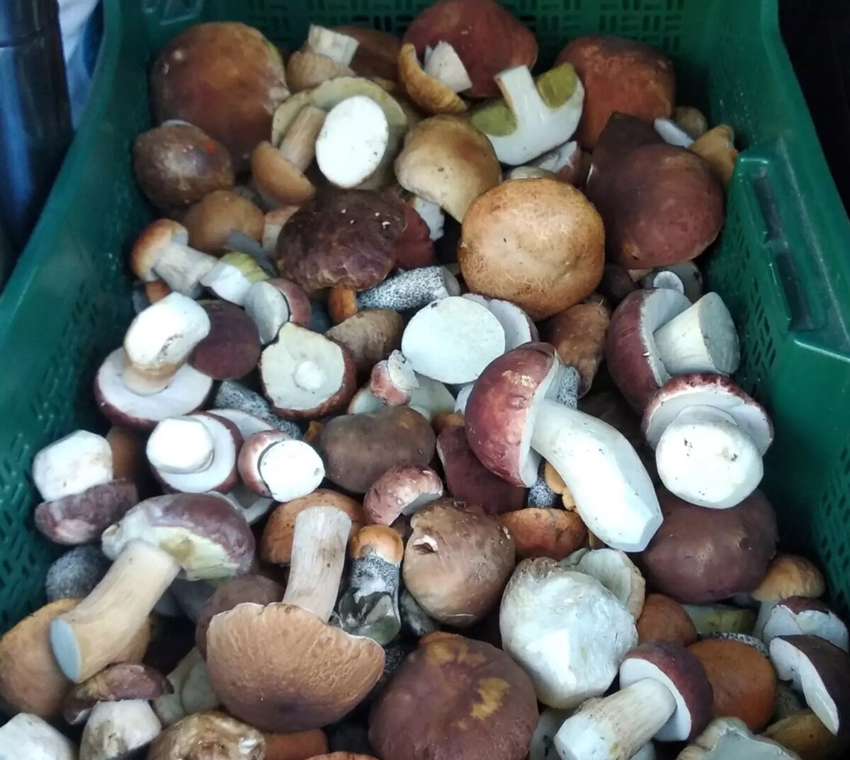 Белые грибы в ведре. Сколько стоят белые грибы в нижнем новгороде. Белые грибы шляпка изнутри. Грибы белые свежие. Грибы свежие.