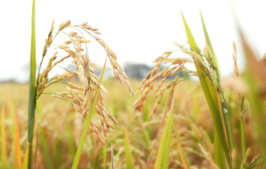 В ходе исследования были определены критические факторы, влияющие на фенологию и пространственное распределение риса в Гуандуне. 