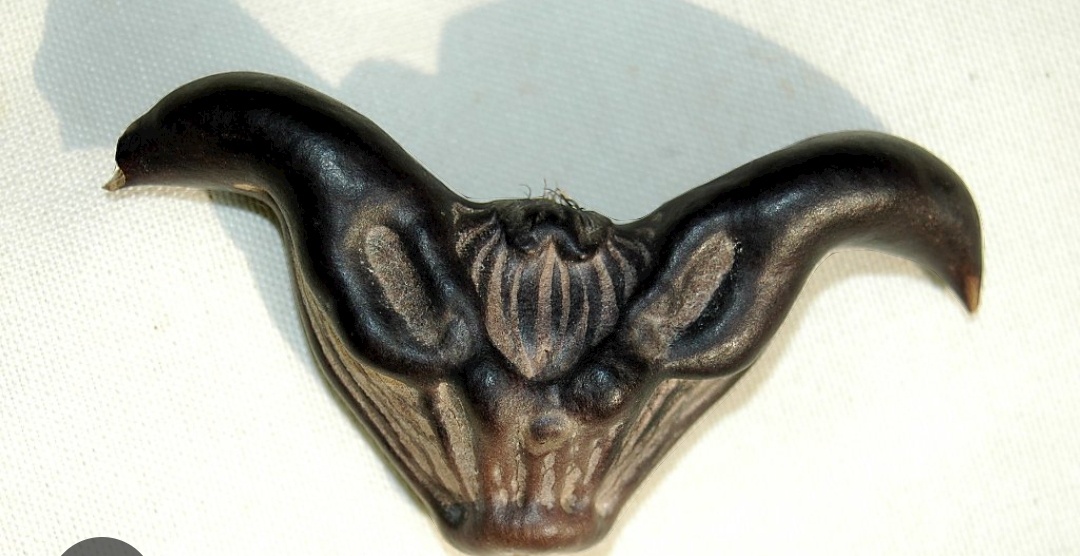 Стебель чилима находится под водой, развивается весной из плода и достигает поверхности воды. Имеет 3,6—5 м в длину. Корни зеленоватые, перисто-ветвистые, расположены на погружённом в воду стебле и имеют вид подводных листьев.Растение имеет два типа листьев: первый тип — подводные — супротивные, линейные, расположены вдоль стебля выше корней, находятся в толще воды; второй — плавающие на поверхности. Плавающие листья находятся на конце стебля, образуют розетку. Листовые пластинки овальной или ромбической формы, кожистые, неравнозубчатые по краям, 2—3 см длиной, располагаются на вздутых ко времени созревания плодов черешках 5—9 см длиной, обеспечивающих им дополнительную плавучесть.