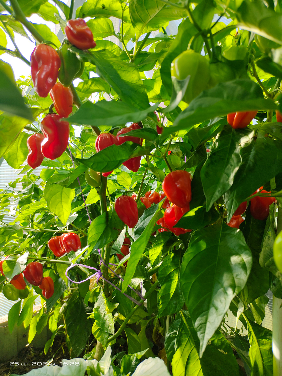 Habanero