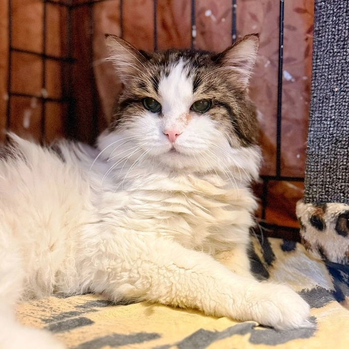 © ВСЕ ОТТЕНКИ КОШАЧЬЕГО. Котик Михаил 