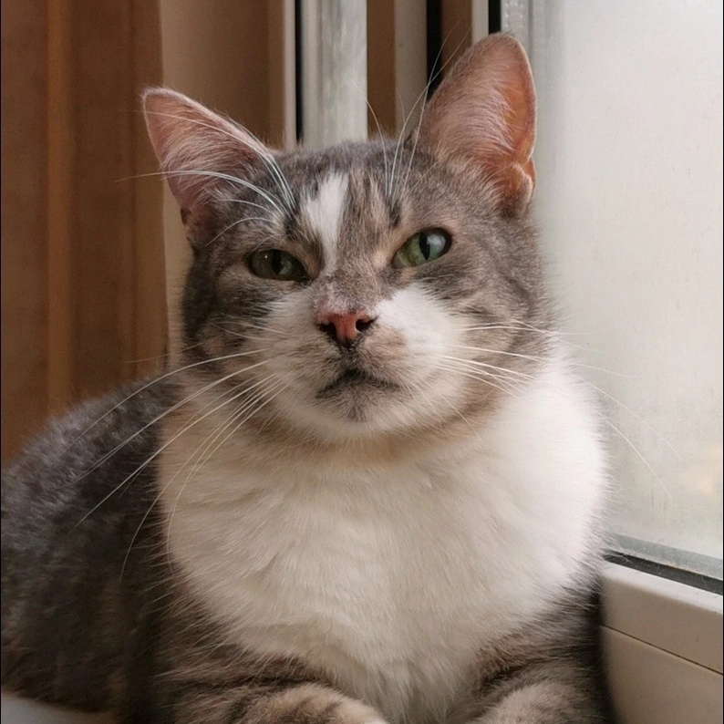 © ВСЕ ОТТЕНКИ КОШАЧЬЕГО. Котик Дэвид