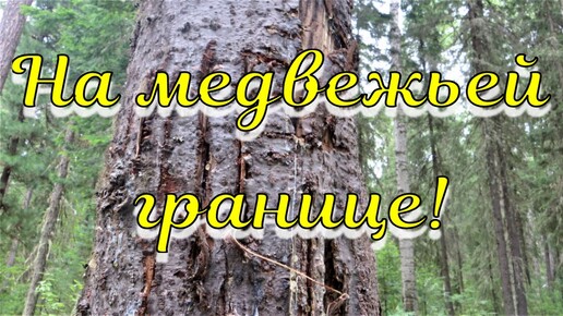 Медвежья граница на таёжной тропинке заметил несколько отмеченных медведем деревьев липкая жидкость