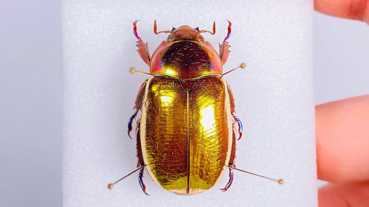 Спасибо, что хоть не в меня иглы воткнули