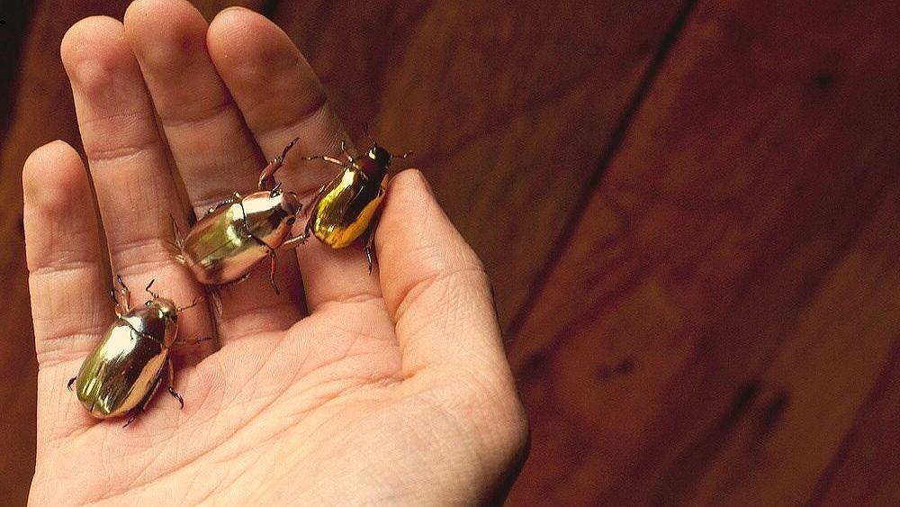 Парни, по моему это не дерево..