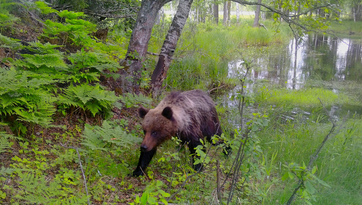 Лончак. Фото автора.