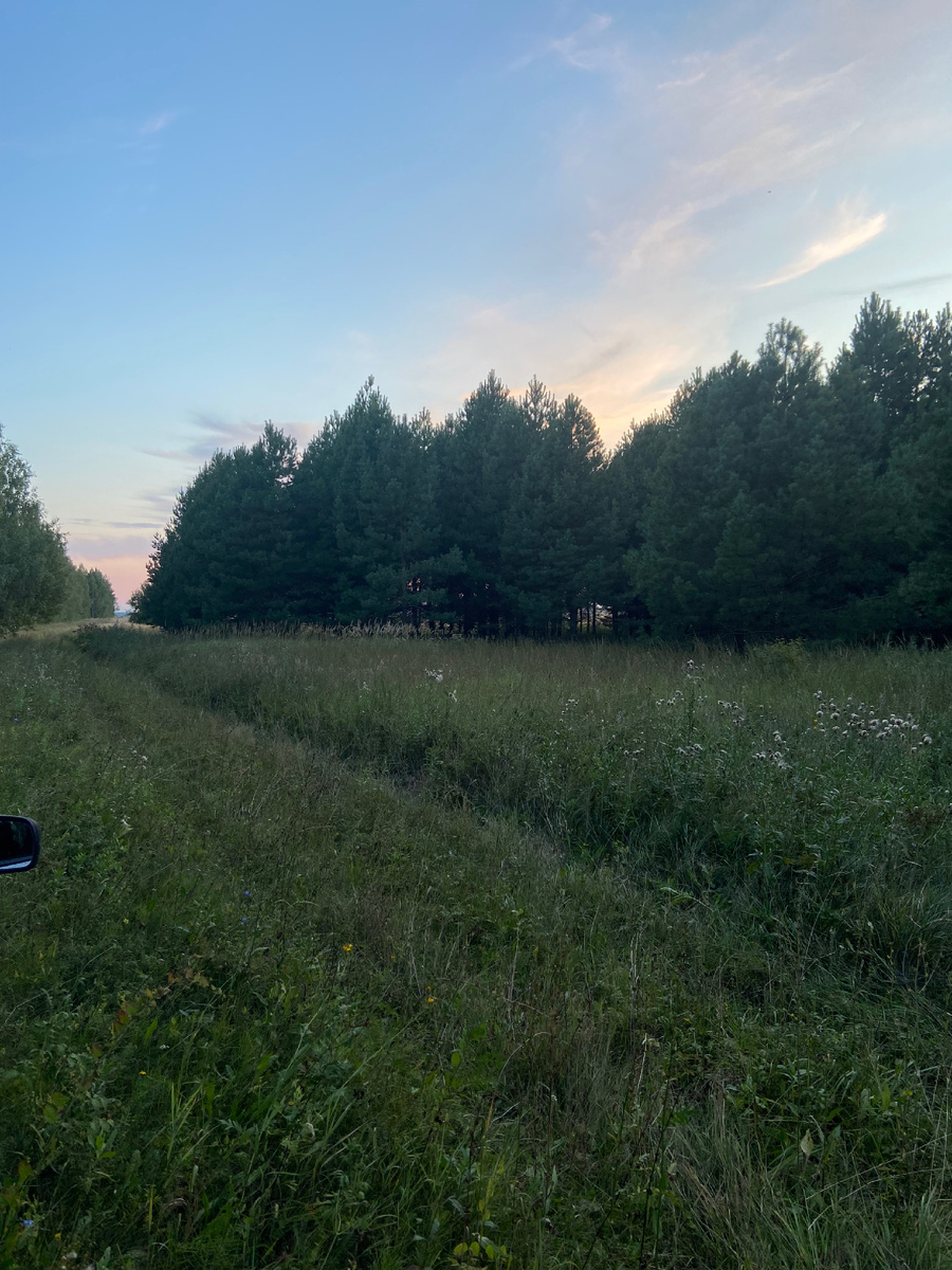 Молодой сосновый лес