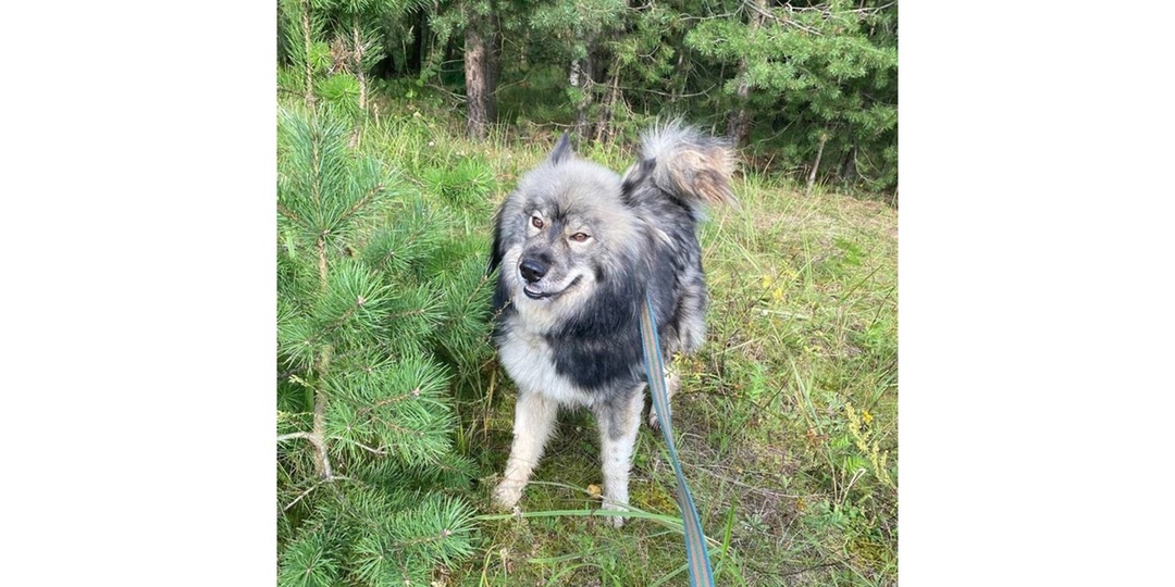 В Ярославле собака сама пришла в приют и попросила помощи